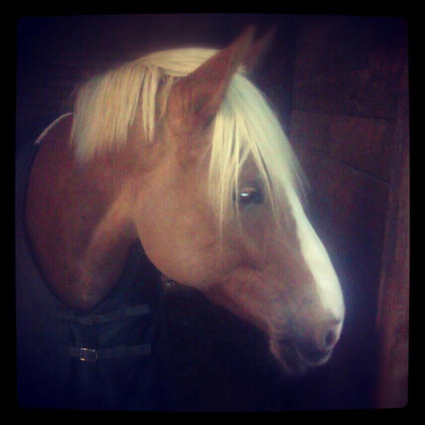 Haflinger PEGASUS - farvel Basse <3 billede 17