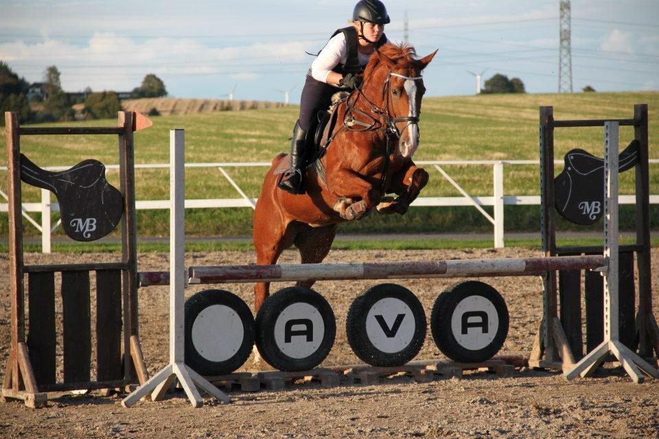 Trakehner Rosita (Bebs) - 24.9.12. billede 2