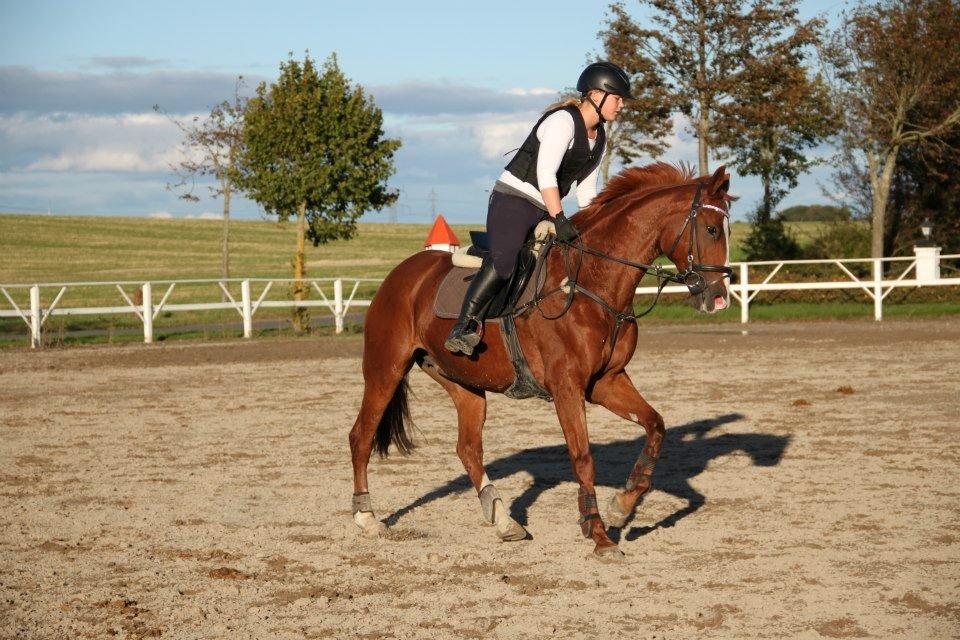 Trakehner Rosita (Bebs) - 24.9.12. billede 11