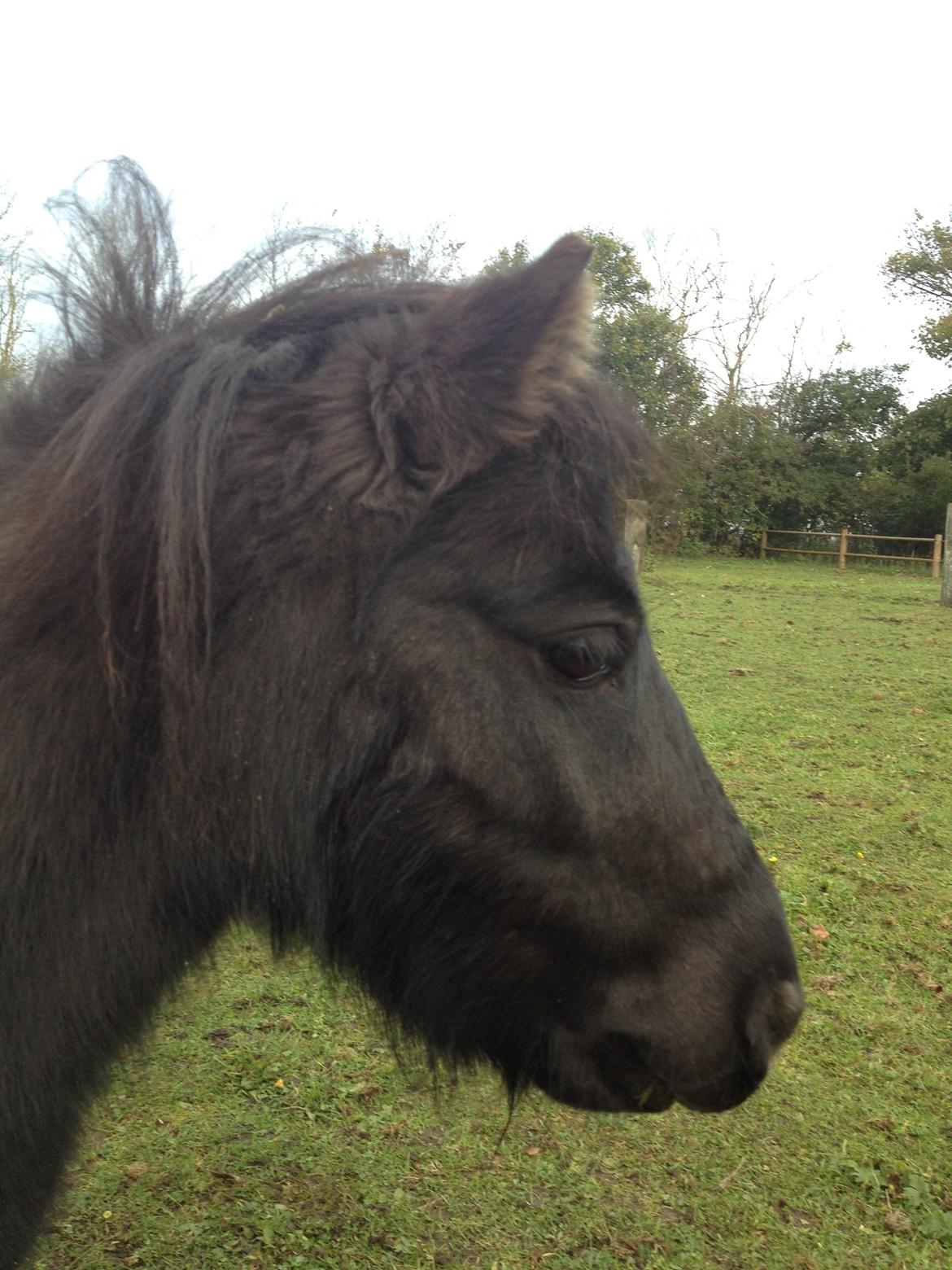 Shetlænder Werner Fristed - Werner Fristed..han er da skøn billede 1