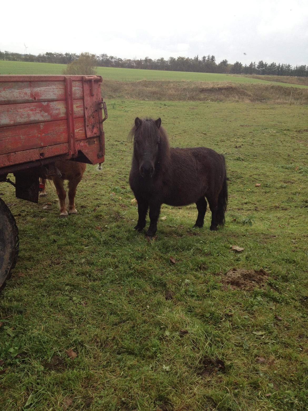 Shetlænder Werner Fristed - Werner tjekker lige naboens traktor ud.. billede 2