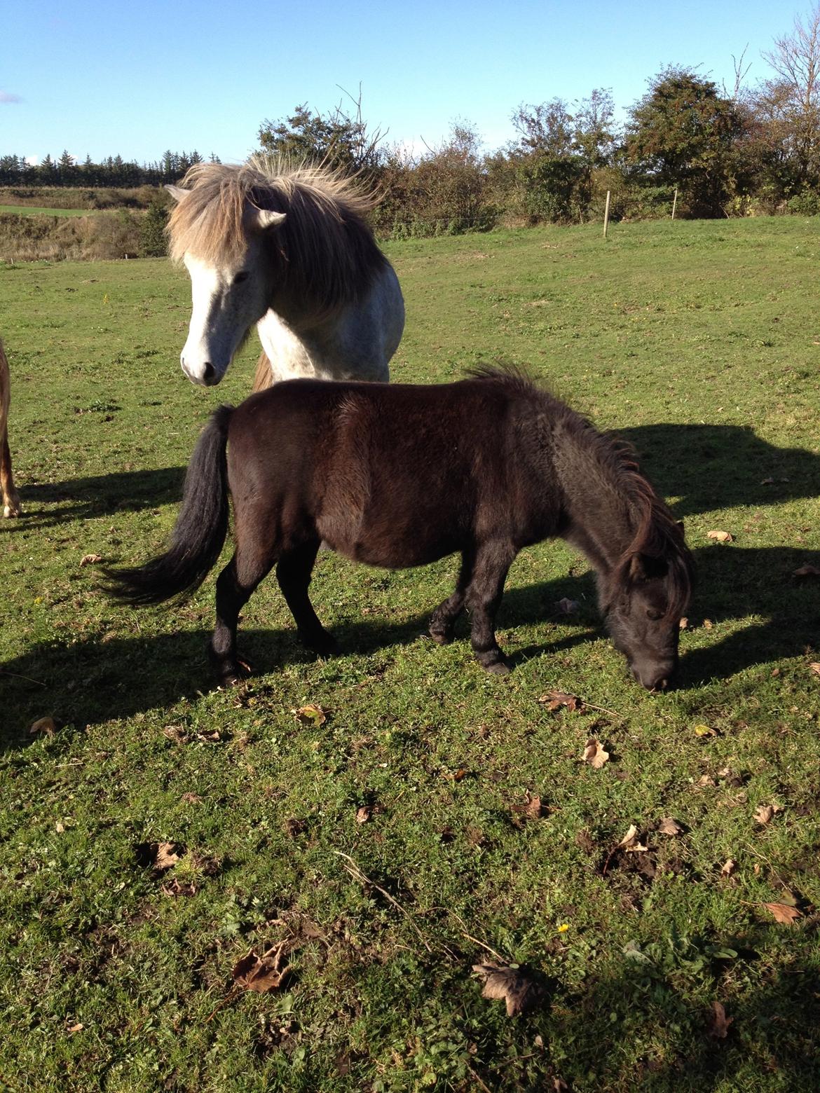 Shetlænder Werner Fristed - Werner og Fylkir billede 3