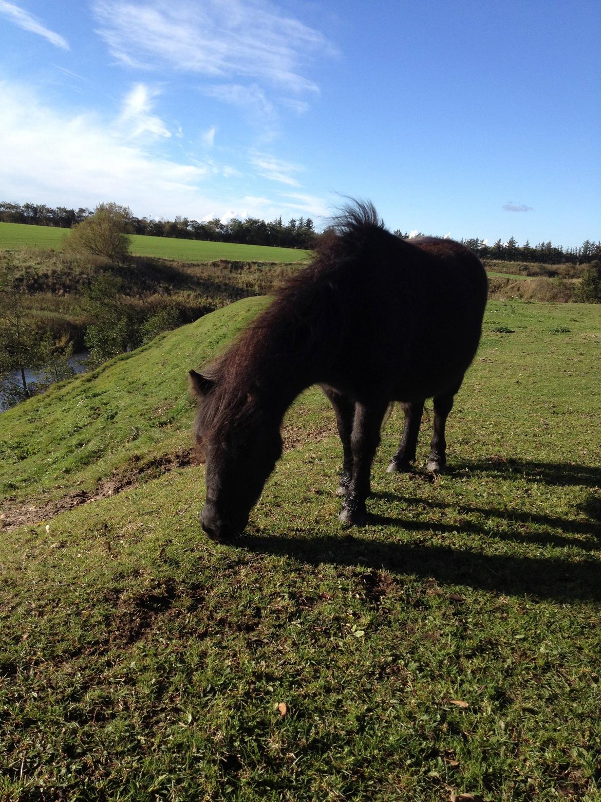 Shetlænder Werner Fristed - Werner på toppen af bakken... billede 4