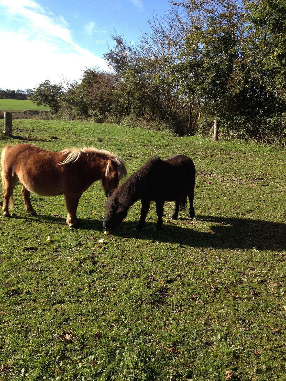 Shetlænder Werner Fristed - Werner og Mogens halvbrødre billede 5