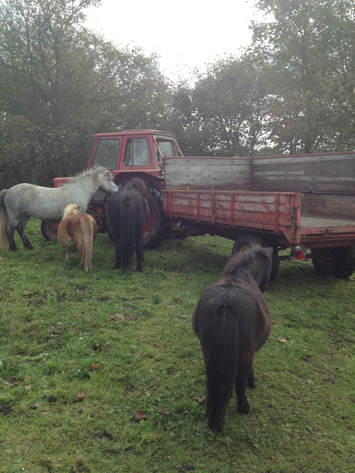 Shetlænder Werner Fristed - Alle 4 er nysgerrige efter hvad naboens traktor laver inde på deres fold.. billede 6