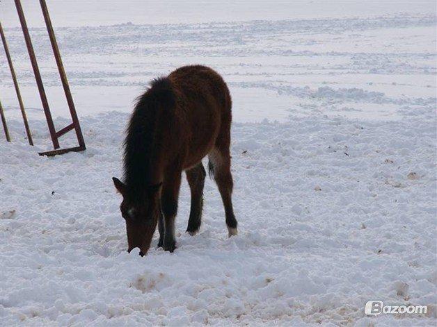 DSP Kærlunds Mr. Davidson  (Lucky) billede 18