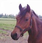 DSP Kærlunds Mr. Davidson  (Lucky) billede 19