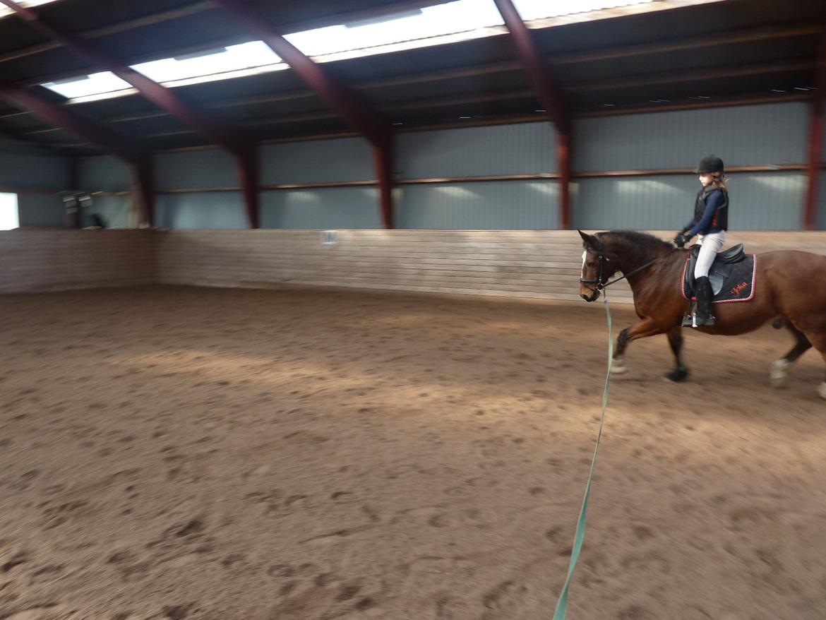 Anden særlig race Don Joka billede 5