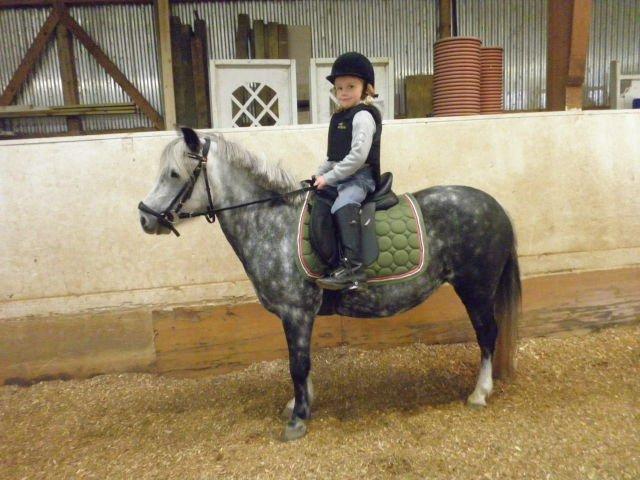 Welsh Mountain (sec A) Sisse. Himmelhest.  - Sisse nyklippet :0) billede 19