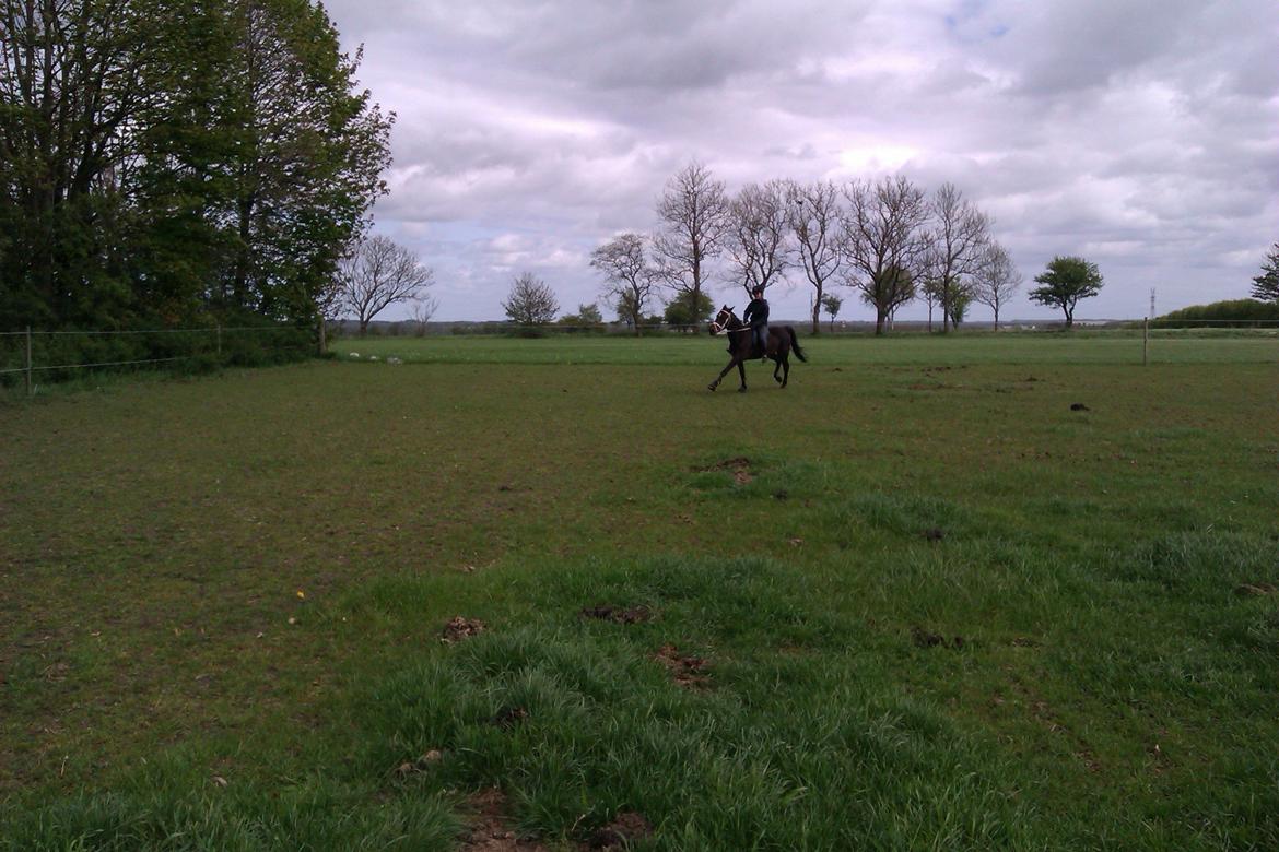 Traver Meranda Act - Miranda og min første travtur sammen billede 6