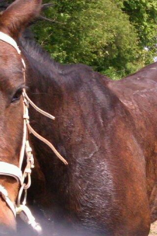 Traver Meranda Act billede 10