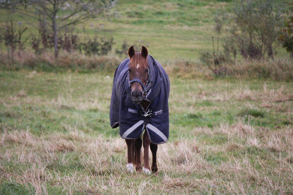 Hollandsk Sportspony B-PONY! Butterfly.  - Buttterfly på fold okt. 2012. billede 19