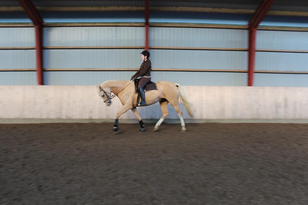 Palomino Bell Feodora billede 3