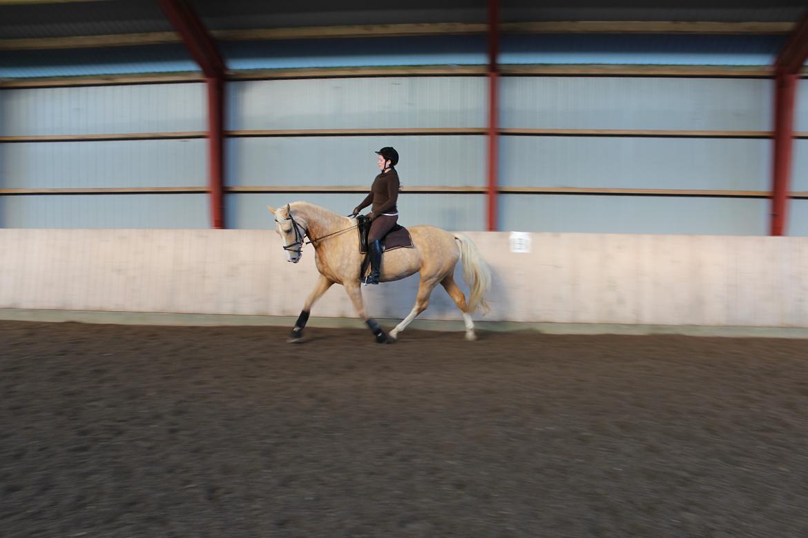 Palomino Bell Feodora billede 2