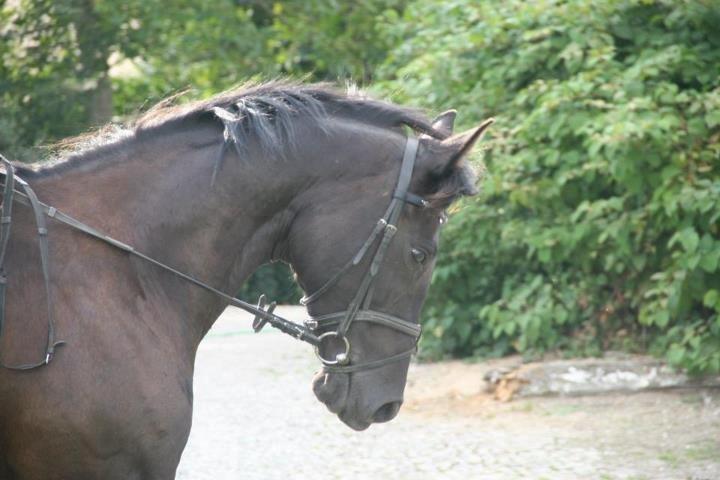 Dansk Varmblod Duchesse [Himmel hest] billede 8