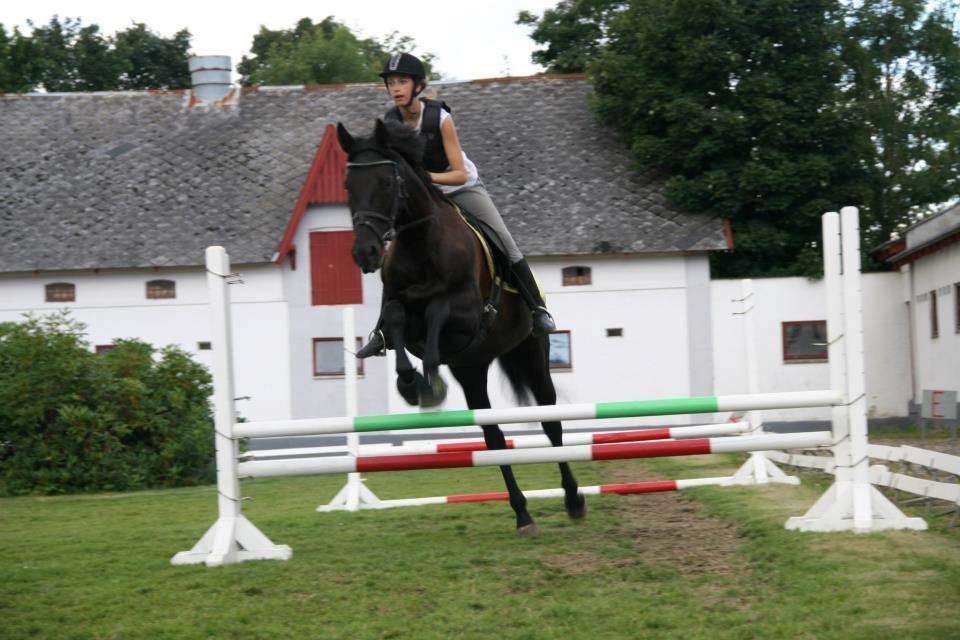 Dansk Varmblod Duchesse [Himmel hest] - 2 gang vi springer sammen<3 billede 16