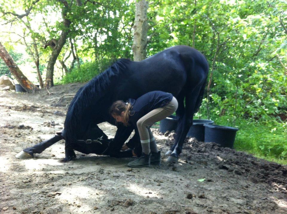 Dansk Varmblod Duchesse [Himmel hest] - Første gang jeg nejer med hende!<3 billede 7