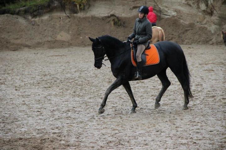 Dansk Varmblod Duchesse [Himmel hest] billede 10