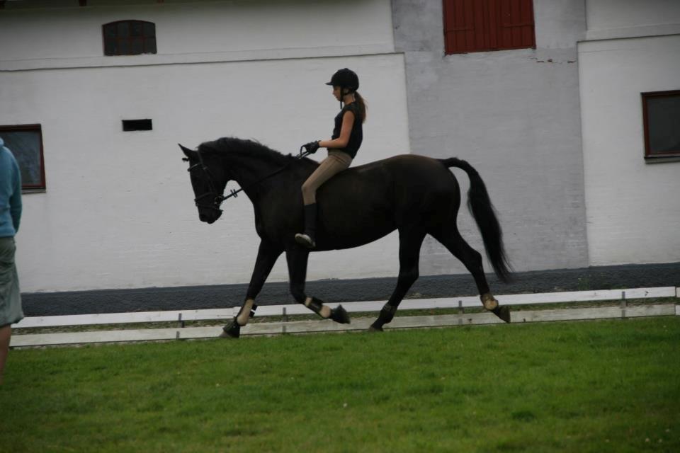 Dansk Varmblod Duchesse [Himmel hest] billede 12