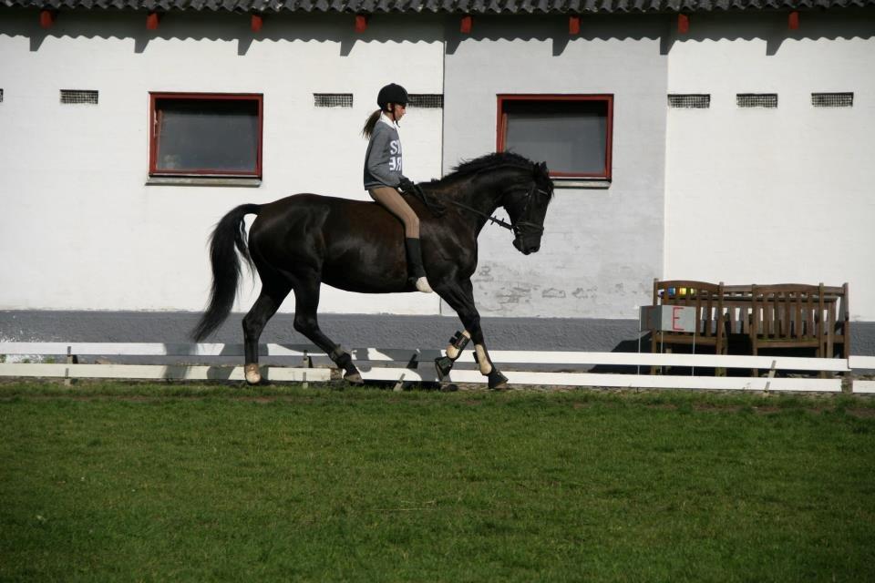 Dansk Varmblod Duchesse [Himmel hest] billede 11