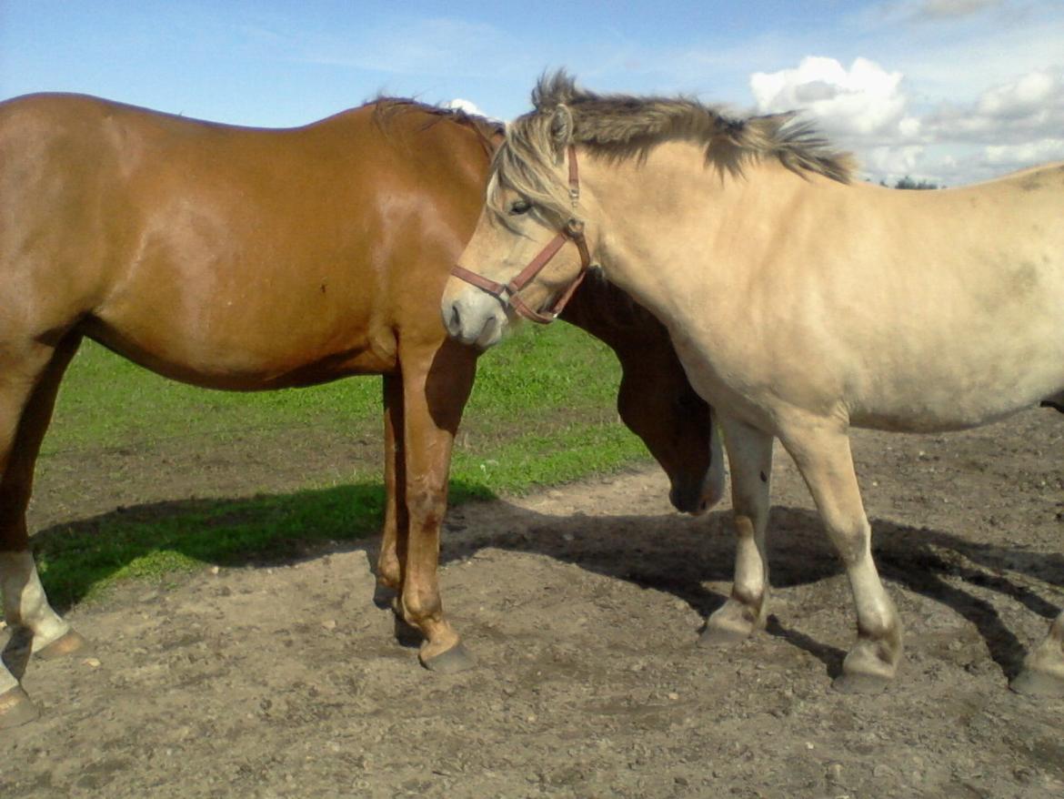 Fjordhest Stutteri Golden Horse Konstantin - første gang jeg ser min snuske basse billede 1