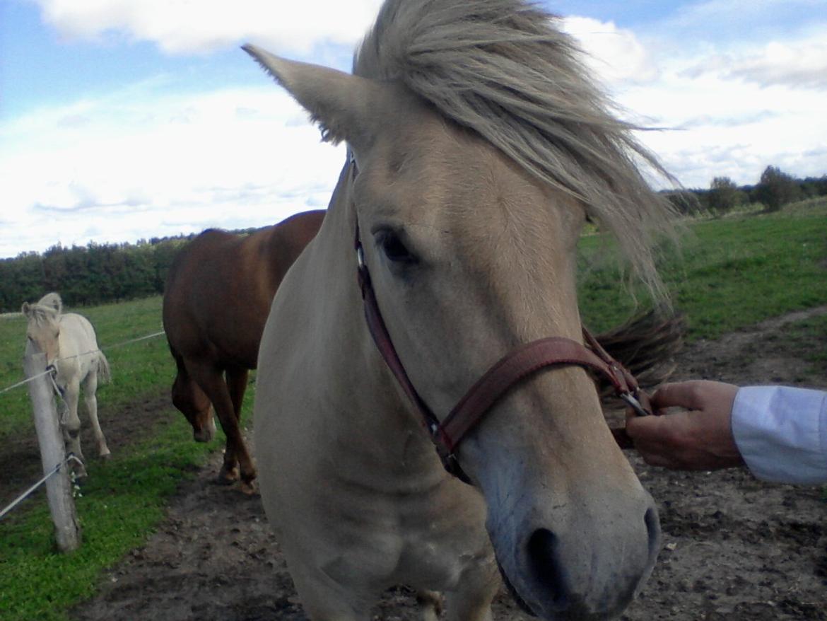Fjordhest Stutteri Golden Horse Konstantin billede 2