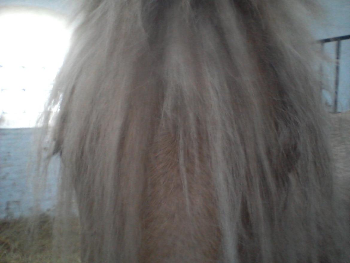 Fjordhest Stutteri Golden Horse Konstantin - hov Conner vi vil gerne se det hele af dig:-P billede 3