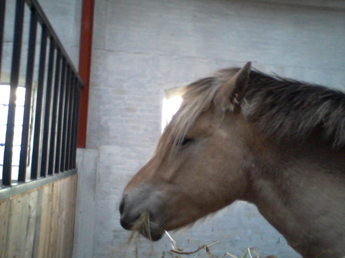 Fjordhest Stutteri Golden Horse Konstantin billede 4