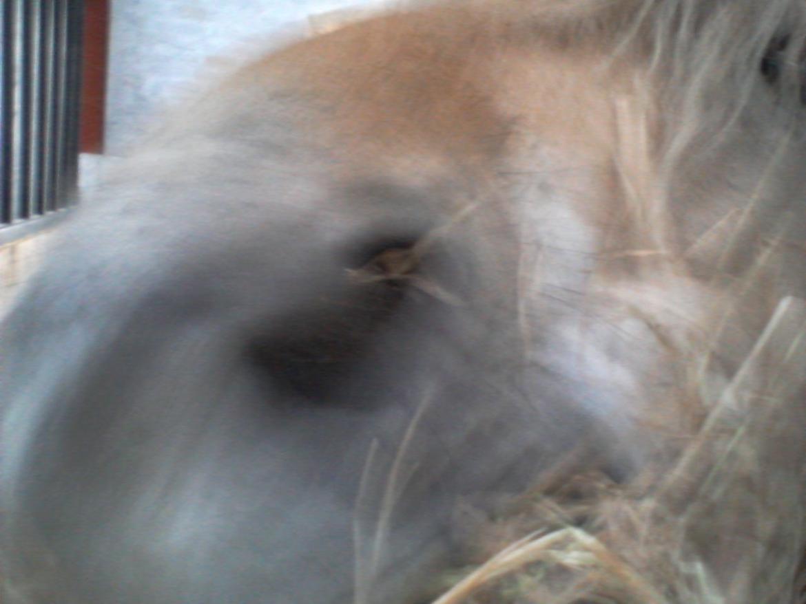 Fjordhest Stutteri Golden Horse Konstantin billede 5