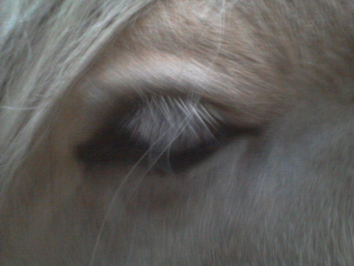 Fjordhest Stutteri Golden Horse Konstantin billede 6