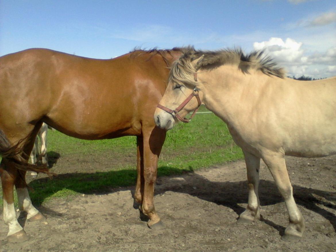 Fjordhest Stutteri Golden Horse Konstantin billede 7