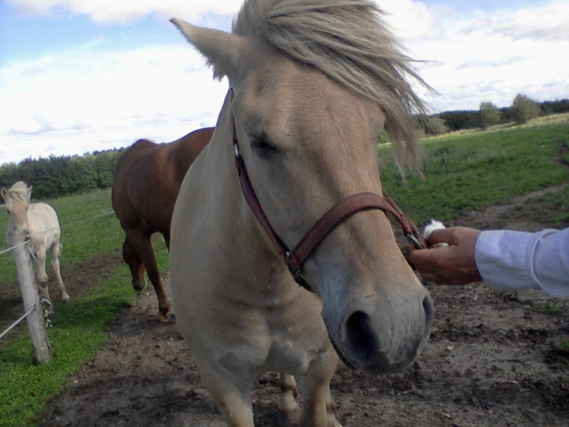 Fjordhest Stutteri Golden Horse Konstantin billede 8