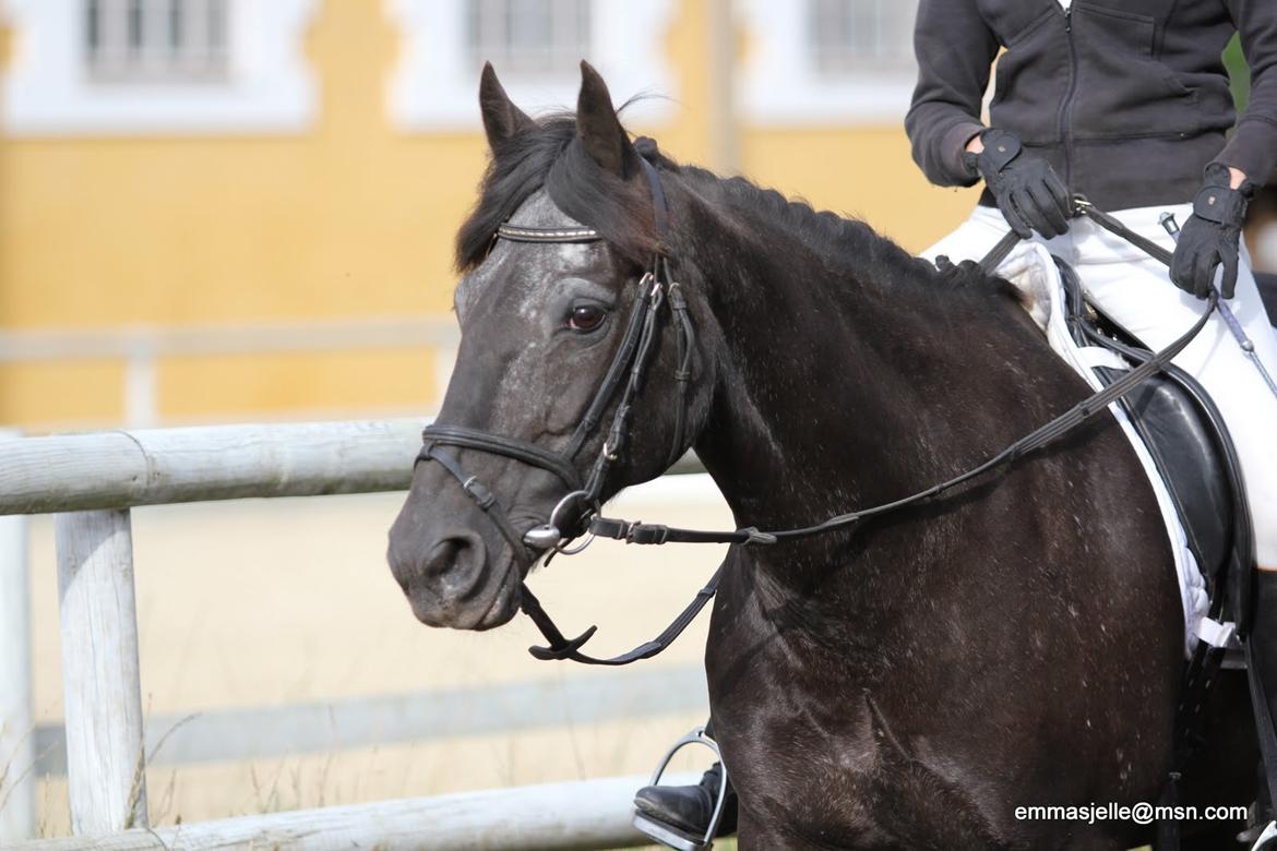 Welsh Cob (sec D) Silva - Velkommen til Silvas profil.
Her ses vidunderet til opvarmning før et stævne på Hørsholm Rideklub i 2012 billede 2