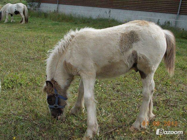 Irish Cob Toby billede 15