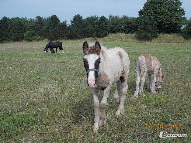 Irish Cob Toby billede 16