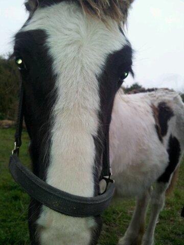 Irish Cob Toby billede 4