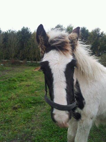 Irish Cob Toby billede 3