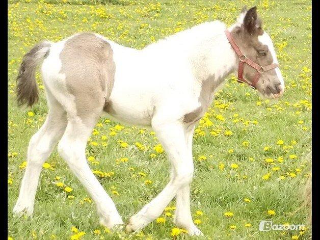 Irish Cob Toby billede 18