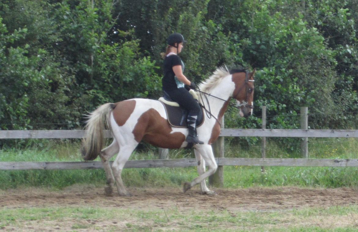 Pinto Carlos (Solgt) - Efter lidt træning, begynder det snart at ligne noget. Lækre dreng <3 billede 1