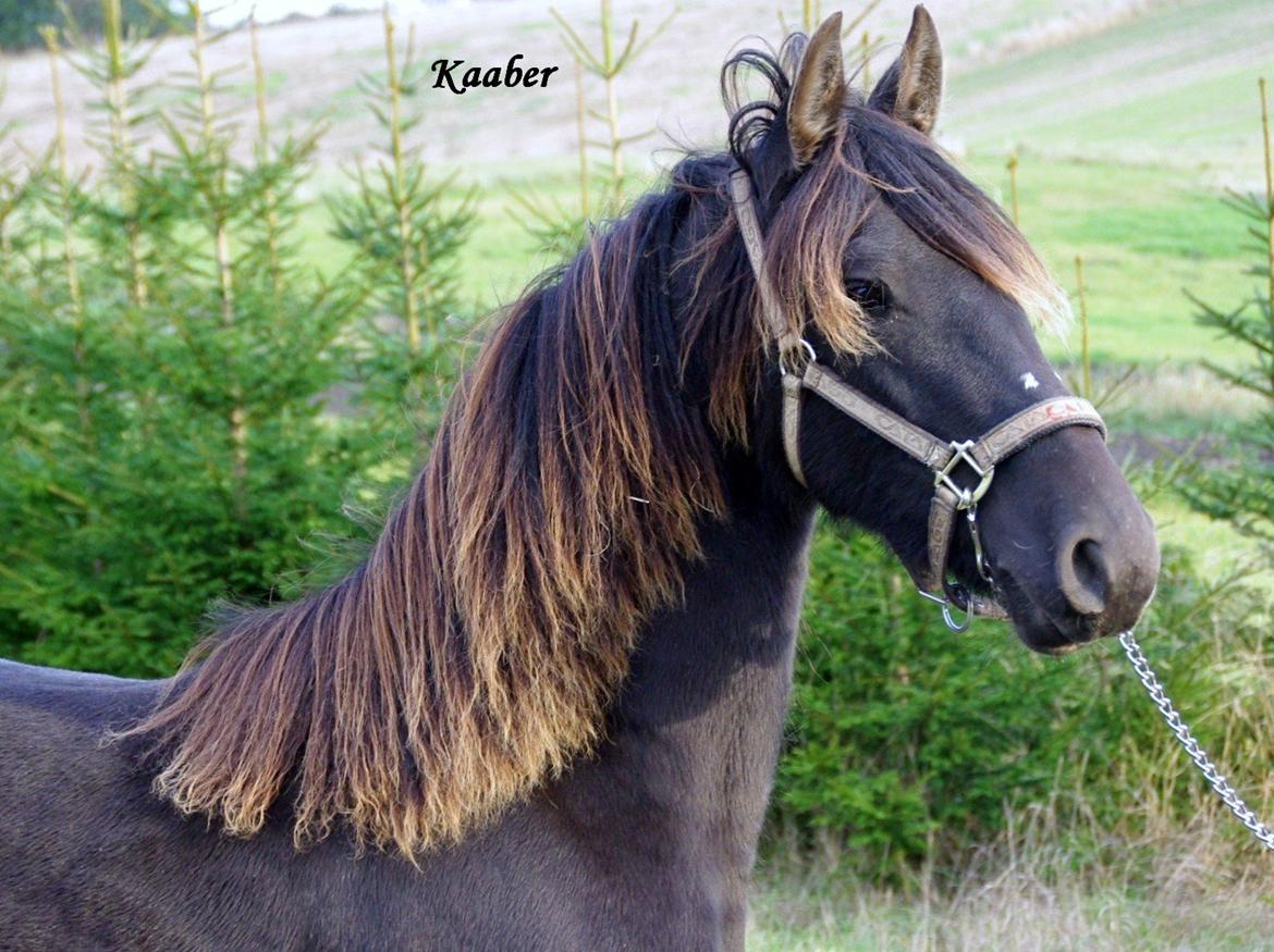 Barockpferd " Kaaber's Carrera " - Carrera 17 mdr gammel billede 5