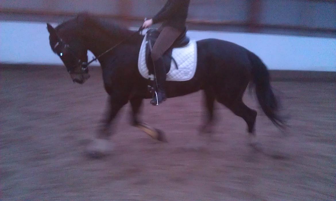 Dansk Varmblod elonias amazing donna. billede 1