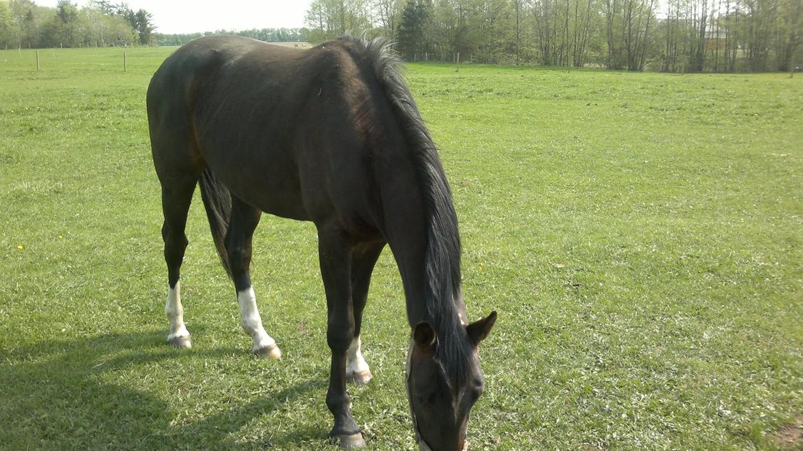 Dansk Varmblod elonias amazing donna. billede 3