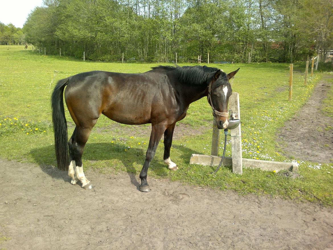 Dansk Varmblod elonias amazing donna. billede 4