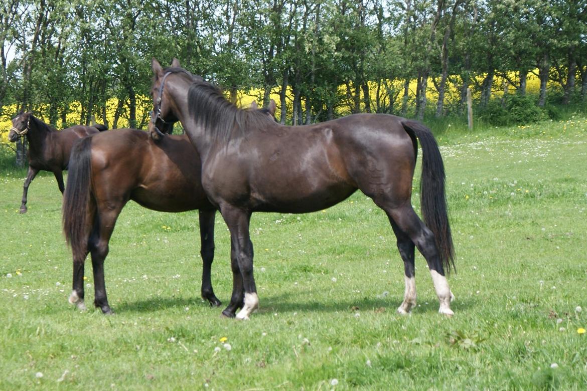 Dansk Varmblod elonias amazing donna. billede 5