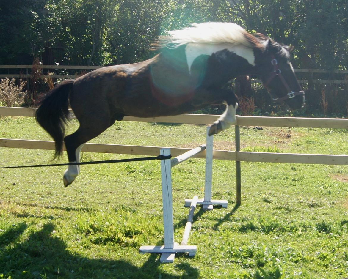 Anden særlig race Hannibal billede 5