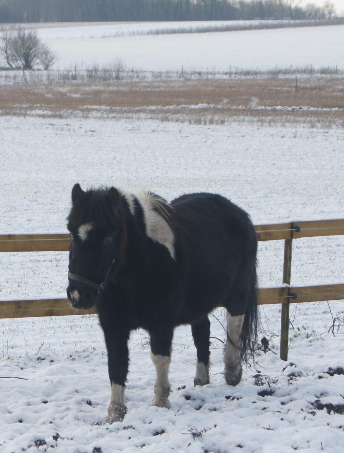 Anden særlig race Hannibal billede 7