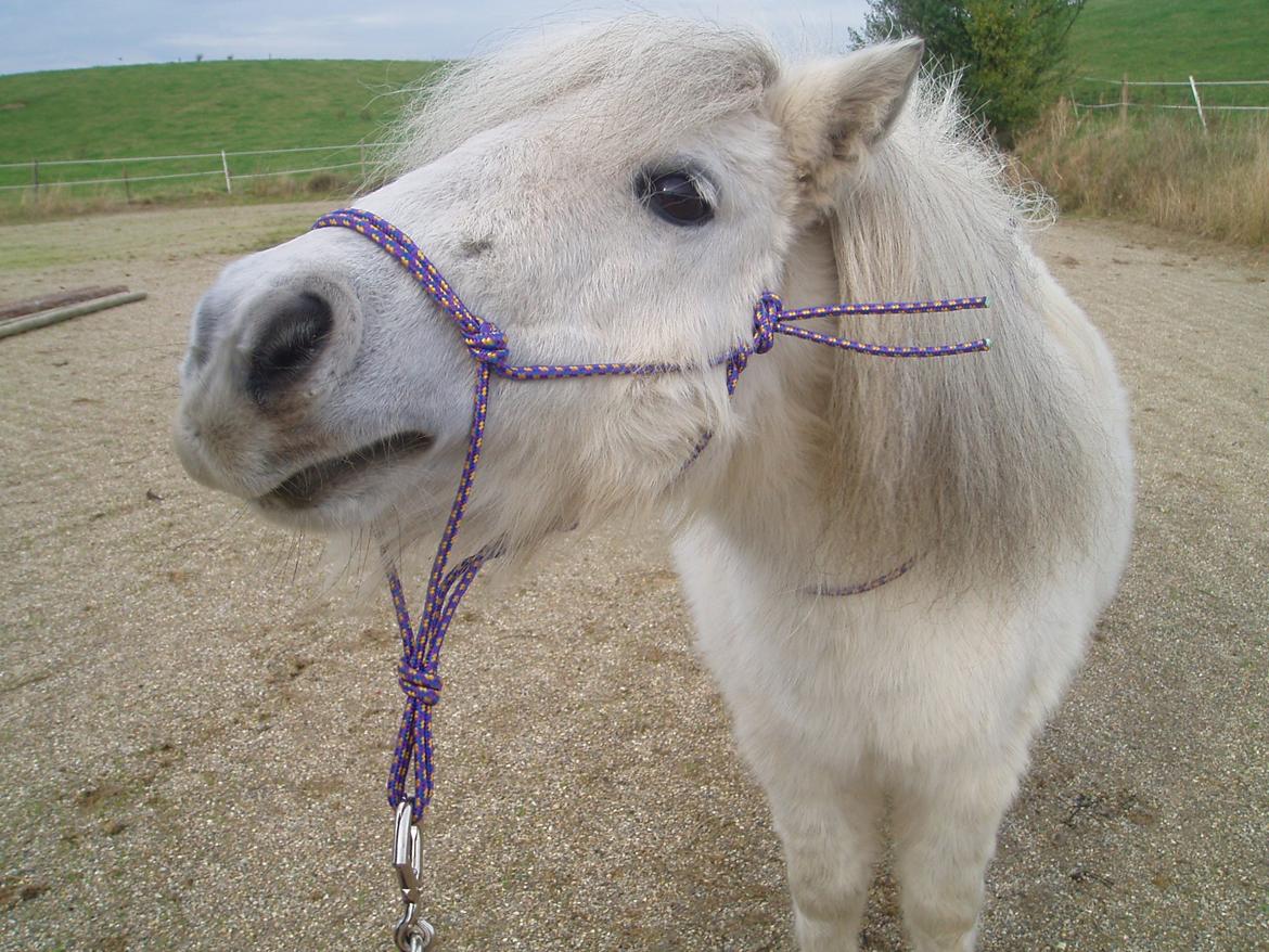 Dansk Miniature <3Katrinemindes perhaps love<3 Soulmate!<3 - Everyone has their own reason for waking up in the morning. Mine is you.“ billede 3