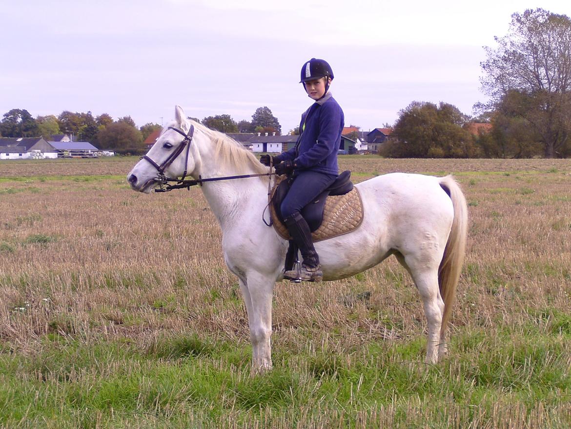 Welsh Cob (sec D) Baletten's S - Hun er en vild sak. billede 2