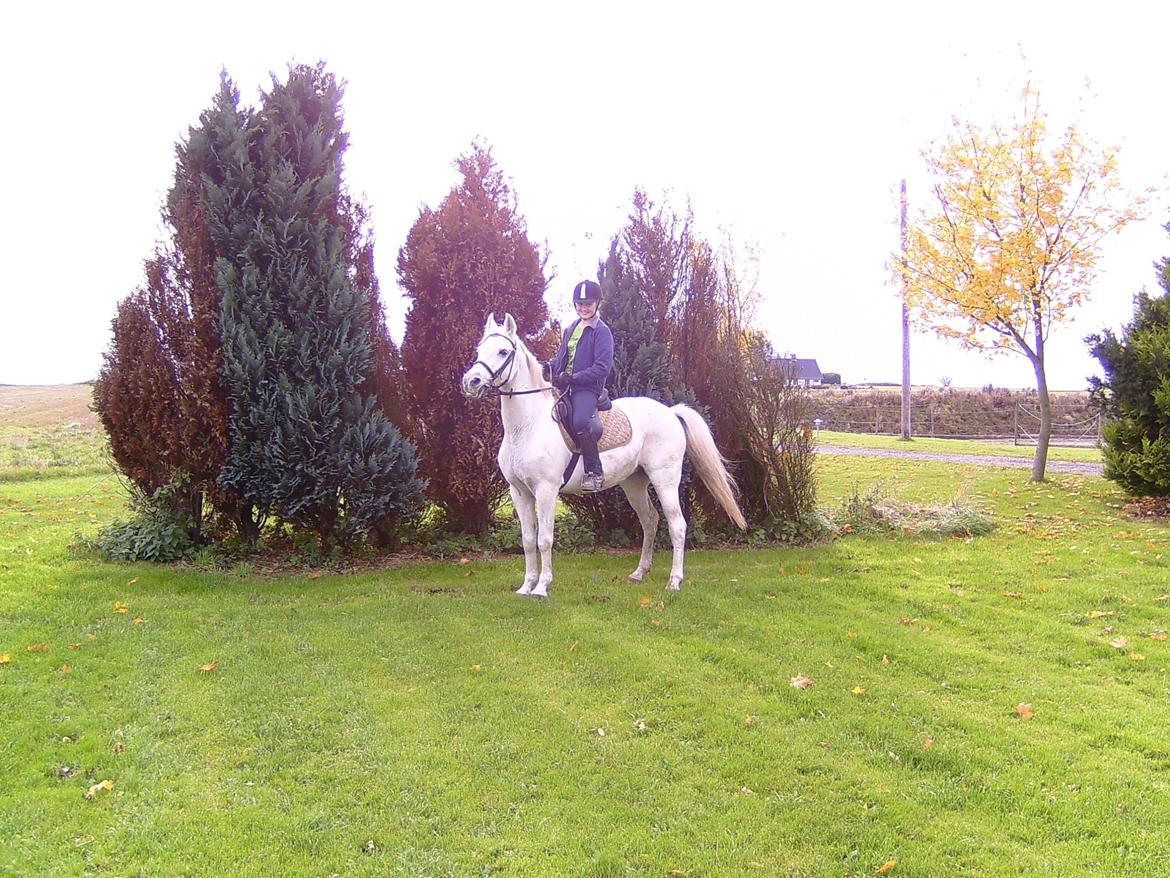 Welsh Cob (sec D) Baletten's S - Det er da flot. billede 5