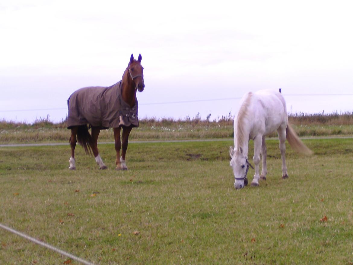 Welsh Cob (sec D) Baletten's S - Da hun lige var kommet ud tl Delight. billede 6